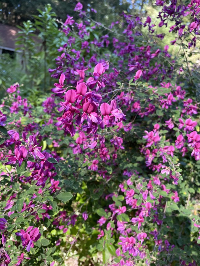 Lespedeza gardening on earth